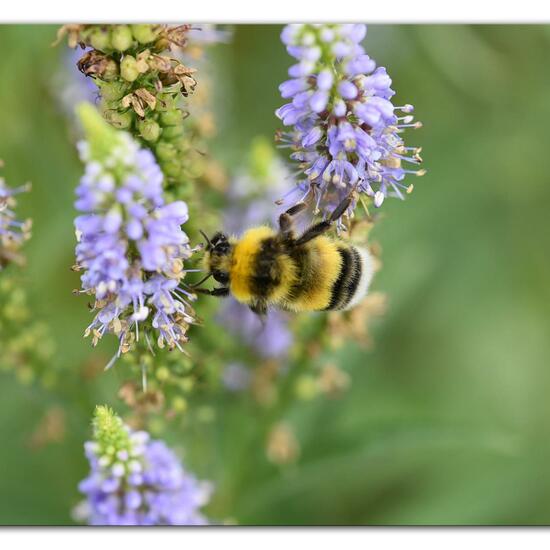 Bombus lucorum: Animal in habitat Park in the NatureSpots App