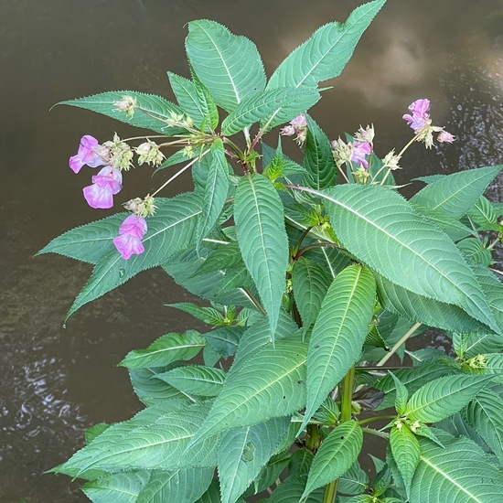 Impatiens glandulifera: Plant in nature in the NatureSpots App