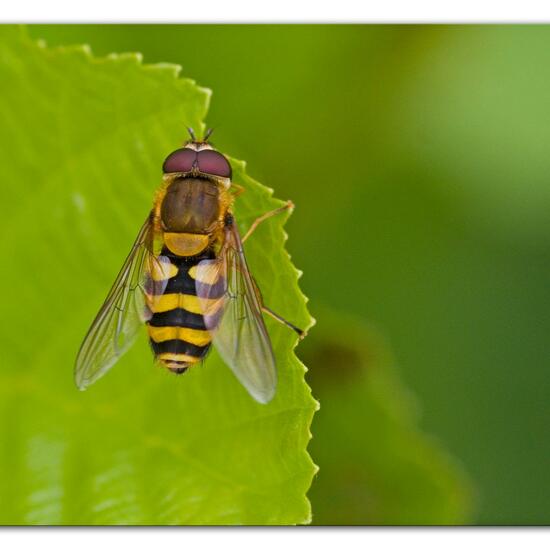 Lonchoptera bifurcata: Animal in habitat Natural Meadow in the NatureSpots App