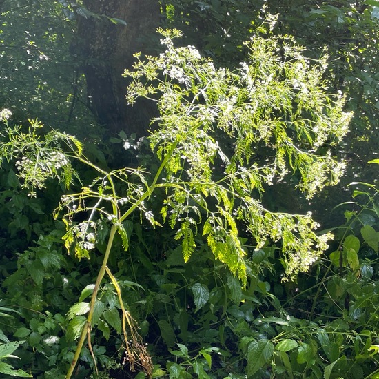 Chaerophyllum bulbosum: Plant in habitat Temperate forest in the NatureSpots App