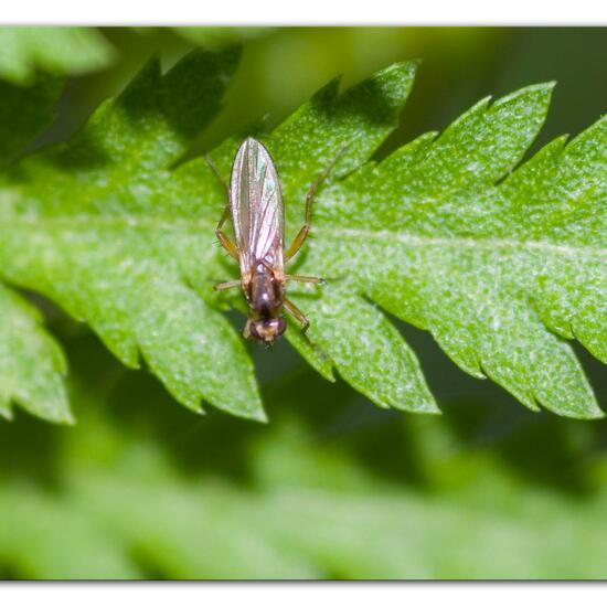 Lonchoptera bifurcata: Animal in habitat Natural Meadow in the NatureSpots App