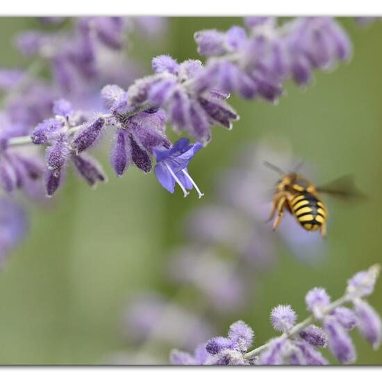 Anthidium manicatum: Animal in habitat Park in the NatureSpots App