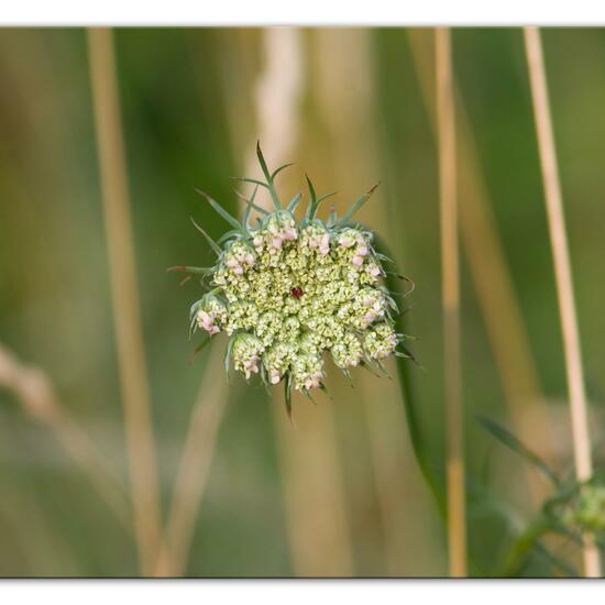 Daucus carota subsp. carota: Plant in habitat Natural Meadow in the NatureSpots App