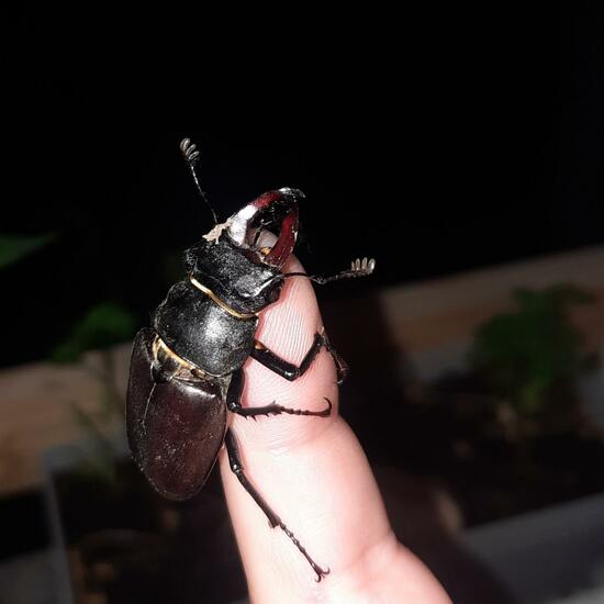 Lucanus cervus: Animal in habitat Living space or Indoor in the NatureSpots App