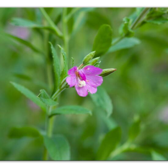 Epilobium hirsutum: Plant in habitat Natural Meadow in the NatureSpots App