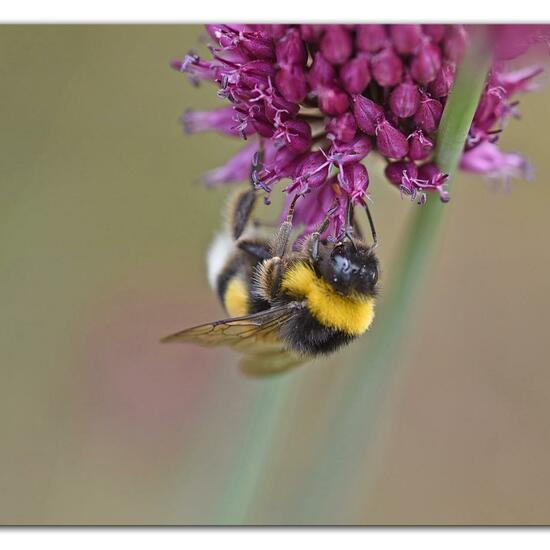 Bumble bee: Animal in habitat Garden in the NatureSpots App