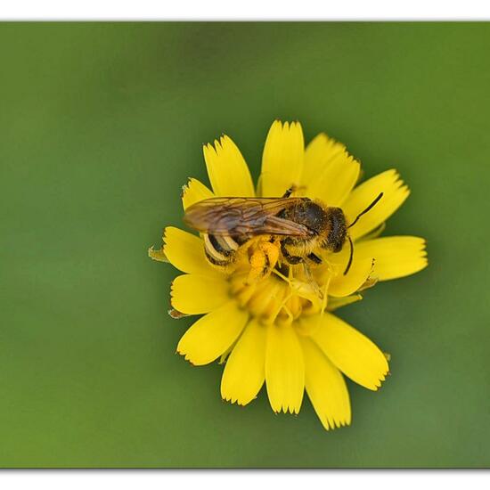 Halictus scabiosae: Animal in habitat Garden in the NatureSpots App