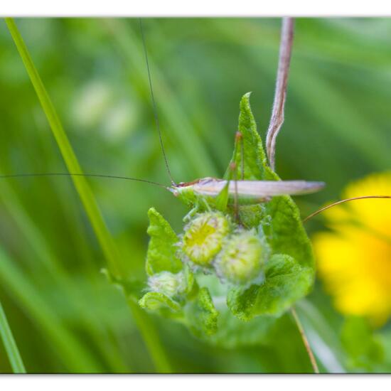 Long-winged conehead: Animal in habitat Natural Meadow in the NatureSpots App