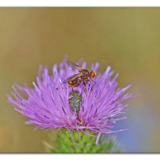 Sicus ferrugineus: Animal in habitat Park in the NatureSpots App