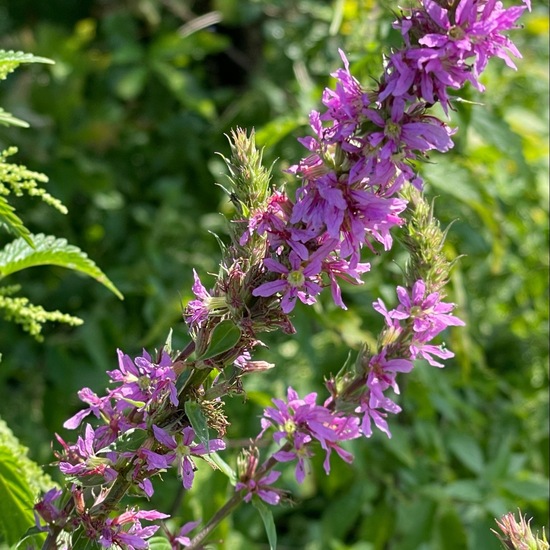 Lythrum salicaria: Plant in habitat Natural Meadow in the NatureSpots App