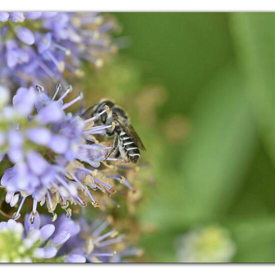 Megachile rotundata: Animal in habitat Park in the NatureSpots App