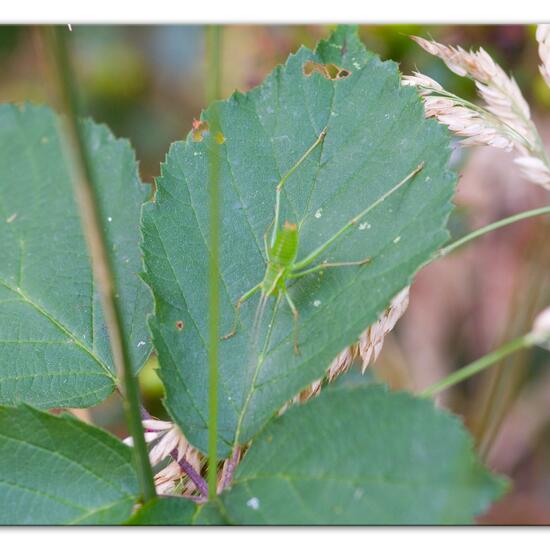 Speckled bush-cricket: Animal in habitat Natural Meadow in the NatureSpots App