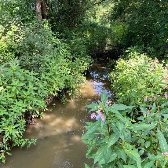 Landscape: Freshwater in habitat Stream in the NatureSpots App