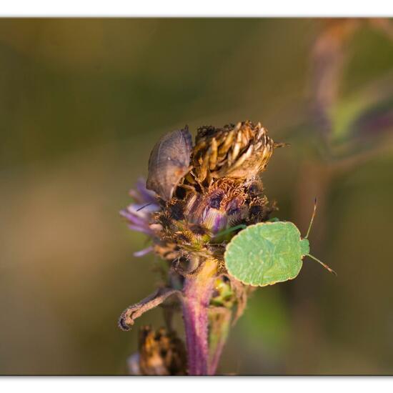 Green shield bug: Animal in habitat Natural Meadow in the NatureSpots App