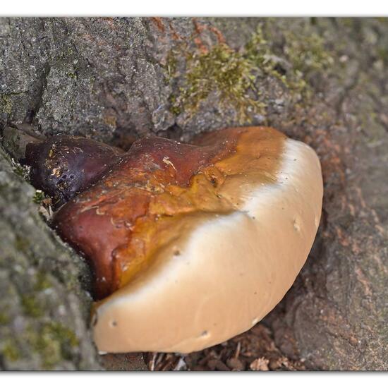 Harziger Lackporling: Pilz im Habitat Park in der NatureSpots App