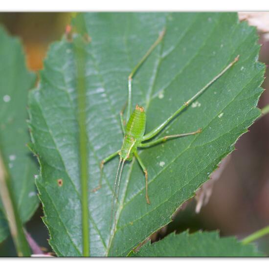 Speckled bush-cricket: Animal in habitat Natural Meadow in the NatureSpots App