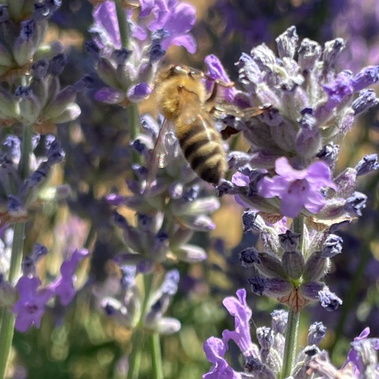 Lavandula angustifolia: Plant in nature in the NatureSpots App