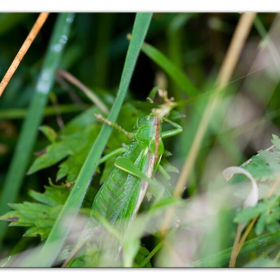 Tettigonia viridissima: Animal in nature in the NatureSpots App