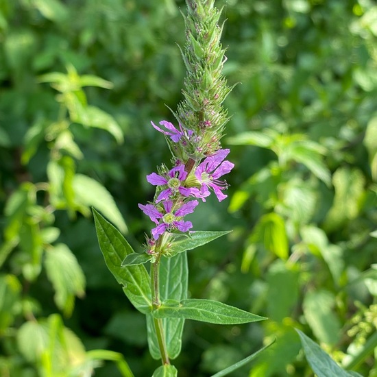 Lythrum salicaria: Plant in habitat Natural Meadow in the NatureSpots App