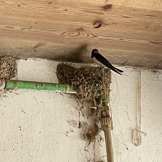 Barn Swallow: Animal in habitat Living space or Indoor in the NatureSpots App