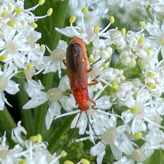 Common red soldier beetle: Animal in habitat Temperate forest in the NatureSpots App