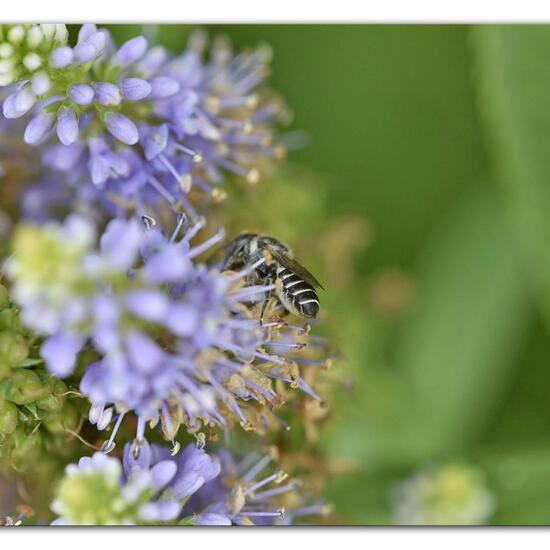 Megachile rotundata: Animal in habitat Park in the NatureSpots App