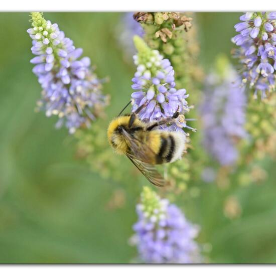 Bombus lucorum: Animal in habitat Park in the NatureSpots App