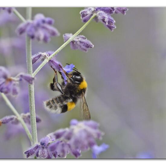 Bumble bee: Animal in habitat Garden in the NatureSpots App