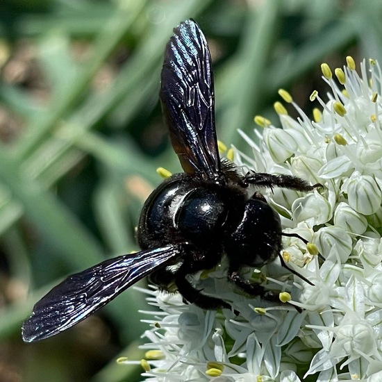 Carpenter bee: Animal in habitat Garden in the NatureSpots App