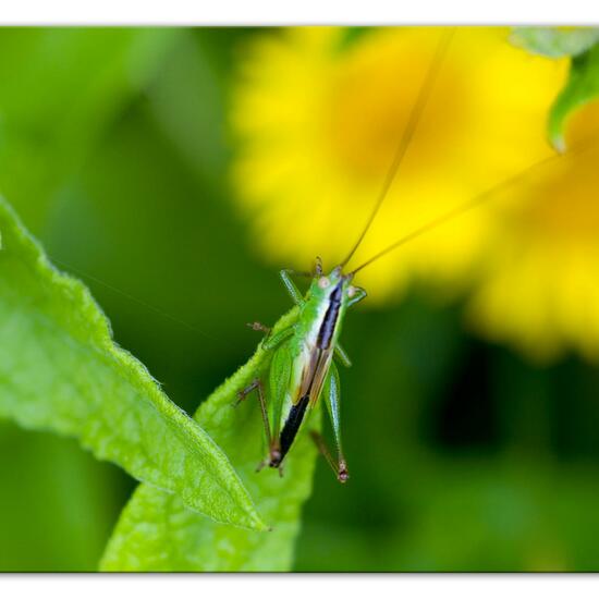 Long-winged conehead: Animal in habitat Natural Meadow in the NatureSpots App