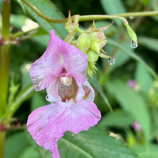 Impatiens glandulifera: Plant in habitat Temperate forest in the NatureSpots App