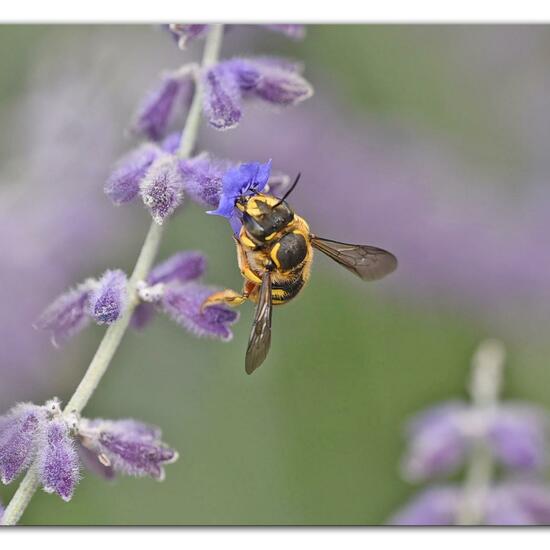 Anthidium manicatum: Animal in habitat Park in the NatureSpots App