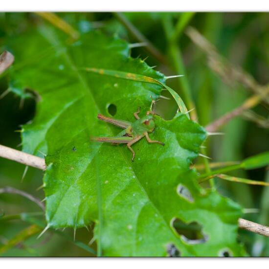 Pseudochorthippus parallelus: Animal in habitat Natural Meadow in the NatureSpots App