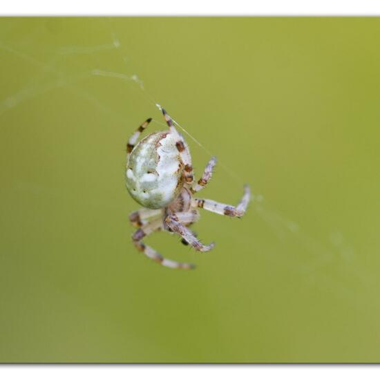 Araneus quadratus: Animal in habitat Natural Meadow in the NatureSpots App