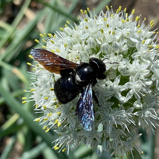 Carpenter bee: Animal in habitat Garden in the NatureSpots App