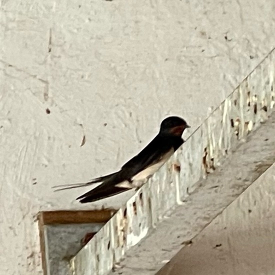 Barn Swallow: Animal in habitat Living space or Indoor in the NatureSpots App