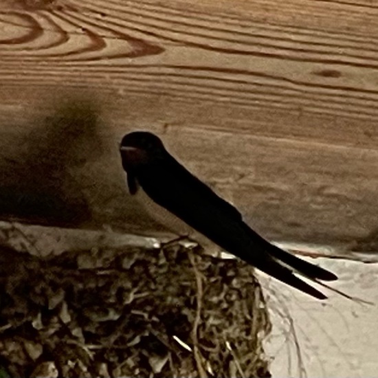 Barn Swallow: Animal in habitat Living space or Indoor in the NatureSpots App