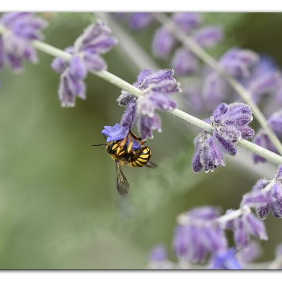 Anthidium manicatum: Animal in habitat Park in the NatureSpots App