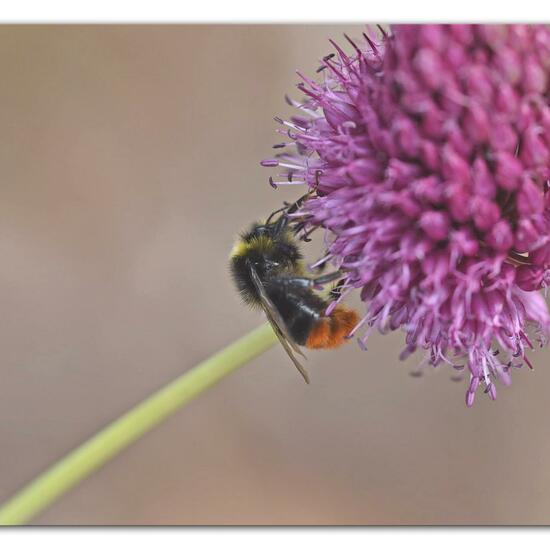 Bombus lapidarius: Animal in habitat Park in the NatureSpots App