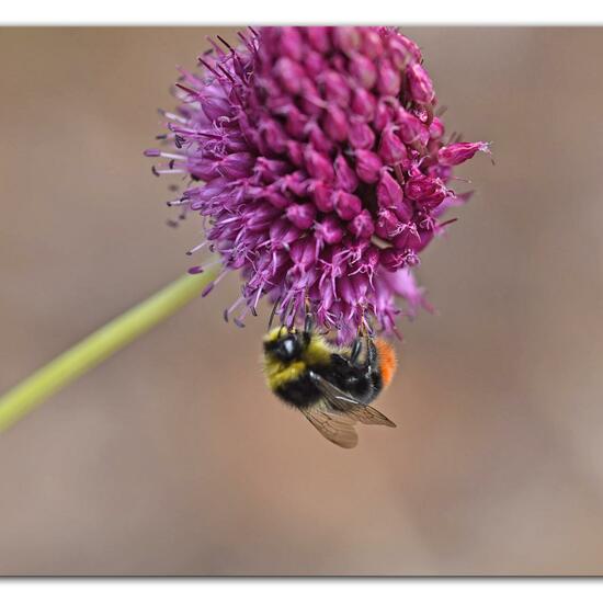 Bombus lapidarius: Animal in habitat Park in the NatureSpots App