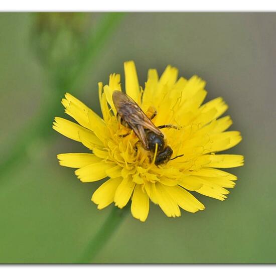 Halictus scabiosae: Animal in habitat Garden in the NatureSpots App