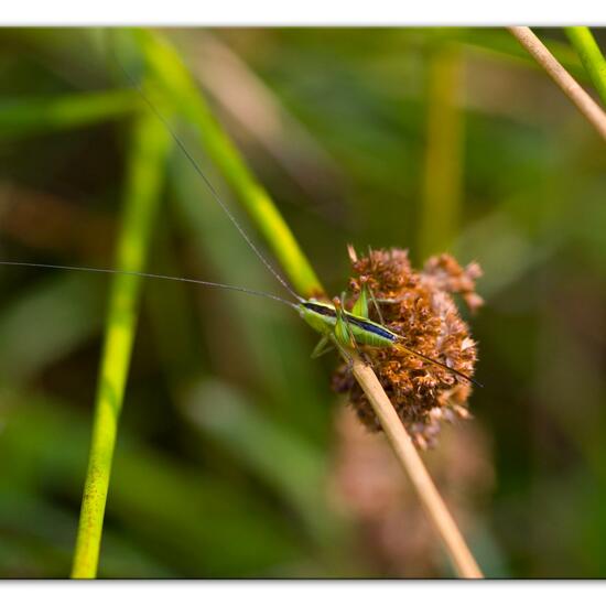 Conocephalus: Animal in habitat Natural Meadow in the NatureSpots App