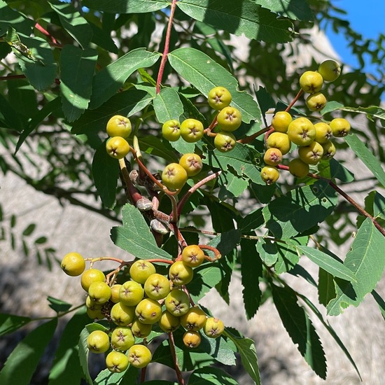 Sorbus aucuparia: Plant in nature in the NatureSpots App