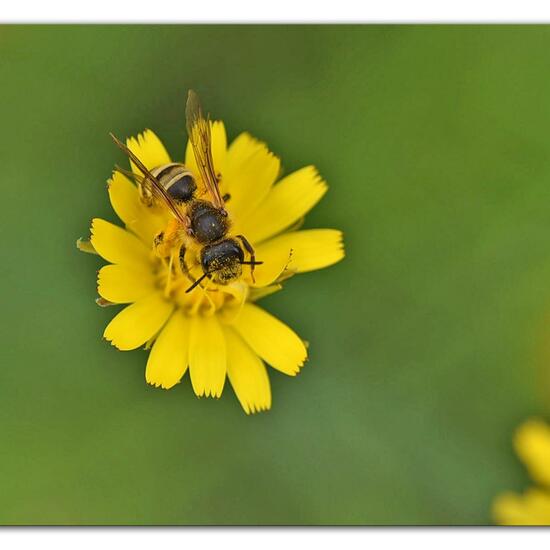 Halictus scabiosae: Animal in habitat Garden in the NatureSpots App