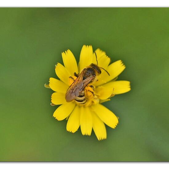 Halictus scabiosae: Animal in habitat Garden in the NatureSpots App