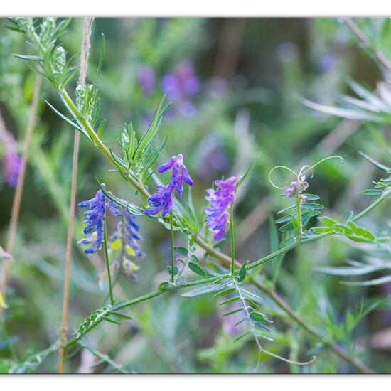 Vicia cracca: Plant in habitat Natural Meadow in the NatureSpots App