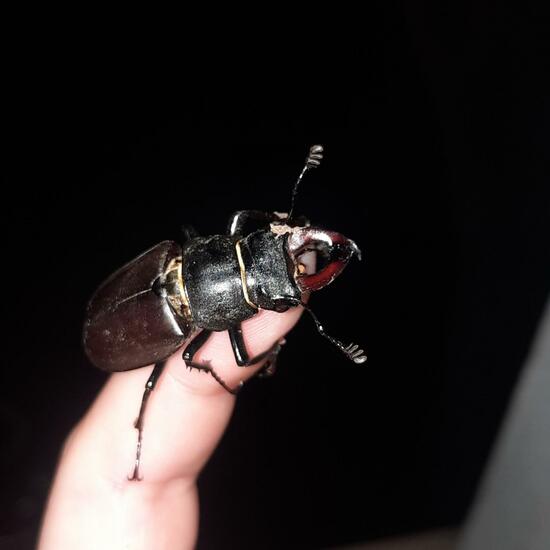 Lucanus cervus: Animal in habitat Living space or Indoor in the NatureSpots App