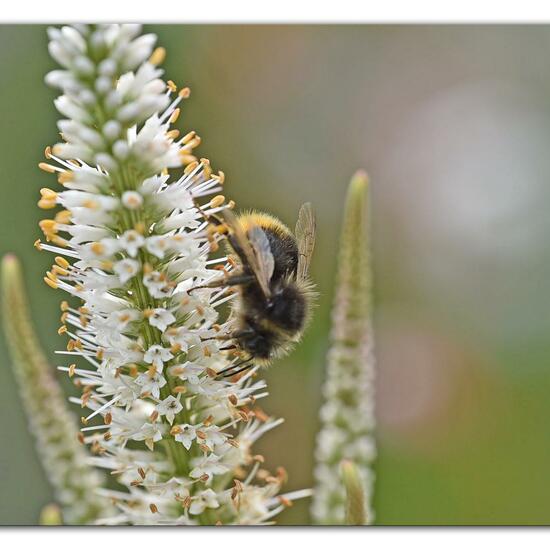 Bombus lapidarius: Animal in habitat Garden in the NatureSpots App