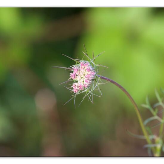 Daucus carota subsp. carota: Plant in habitat Natural Meadow in the NatureSpots App