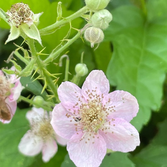 Rubus fruticosus: Plant in habitat City and Urban in the NatureSpots App